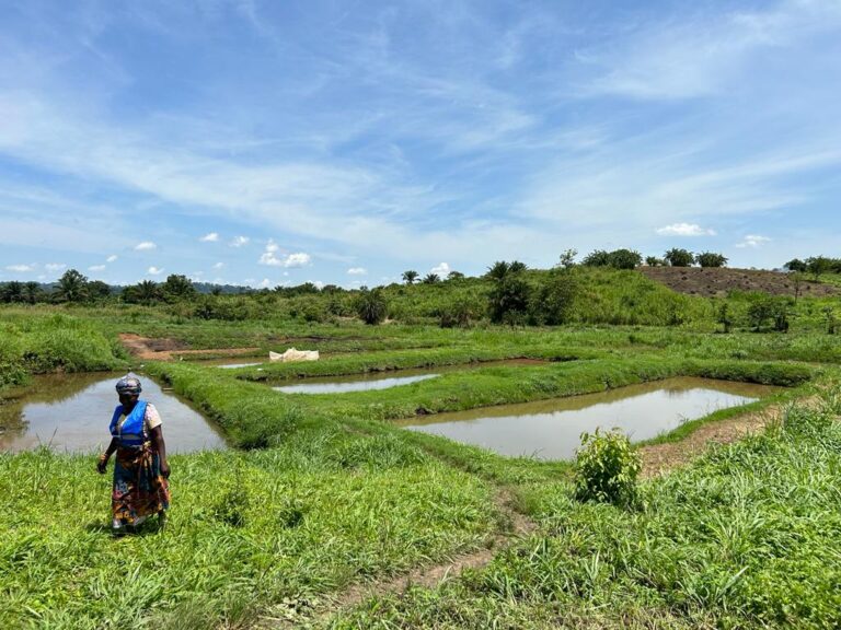 Majestic Congo Bassin Initiatives et Kibali Gold travaillent ensemble pour le développement des étangs piscicoles et des briqueteries à Watsa et Faradje.